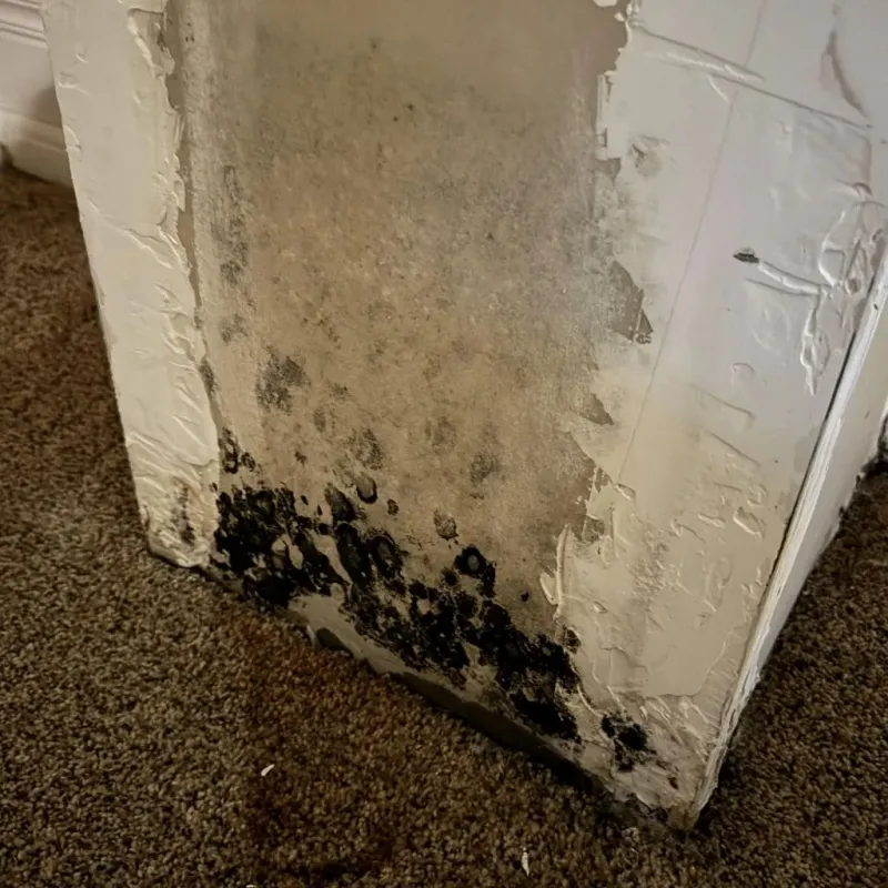 Professional Mold Removal in Howard County, MO